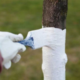 Tempy stromů: potřeba a načasování analýzy, metody přípravy řešení. Master class od zahradníků